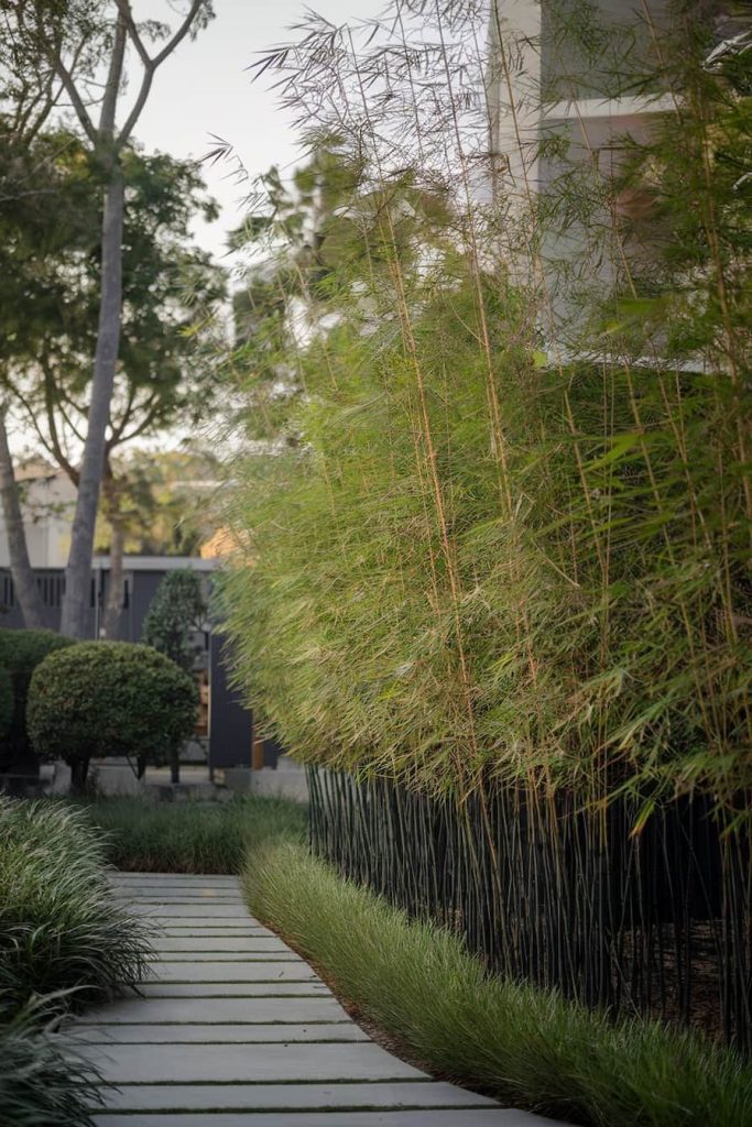 A grass-lined path with concrete slabs leads to a garden with tall bamboo plants and manicured bushes under a partly cloudy sky.