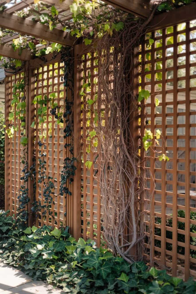 Wooden trellis with green and dried vines surrounded by lush foliage and translucent sunlight.