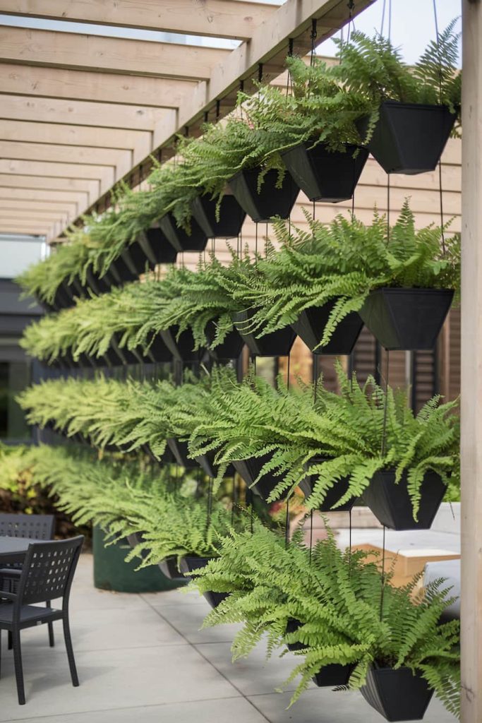 Rows of lush green ferns hang in black pots under a wooden pergola on a patio, with a table and chairs in the background.