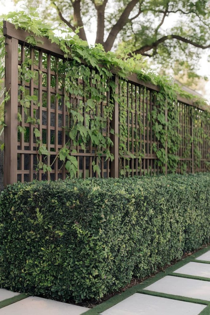 A wooden lattice fence with green climbing plants and a neatly trimmed hedge in front of it. A large tree can be seen in the background.