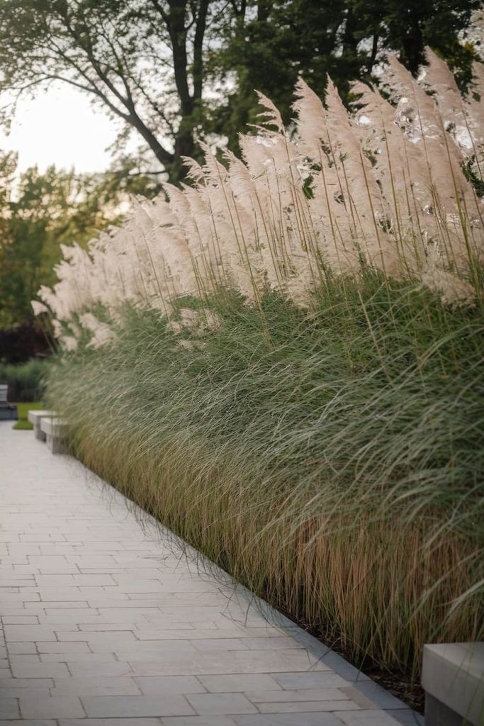 Tall ornamental grasses with feathery plumes line the edge of a walkway, with trees in the background.