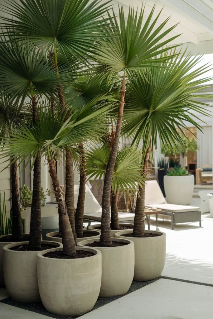 Potted palm trees grouped on a terrace with lounge chairs and a modern outdoor area in the background.