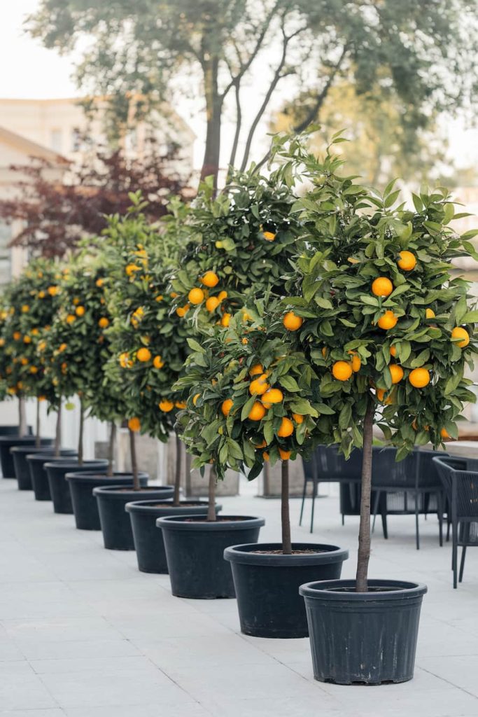 Row of potted orange trees with ripe fruit on a paved outdoor area.