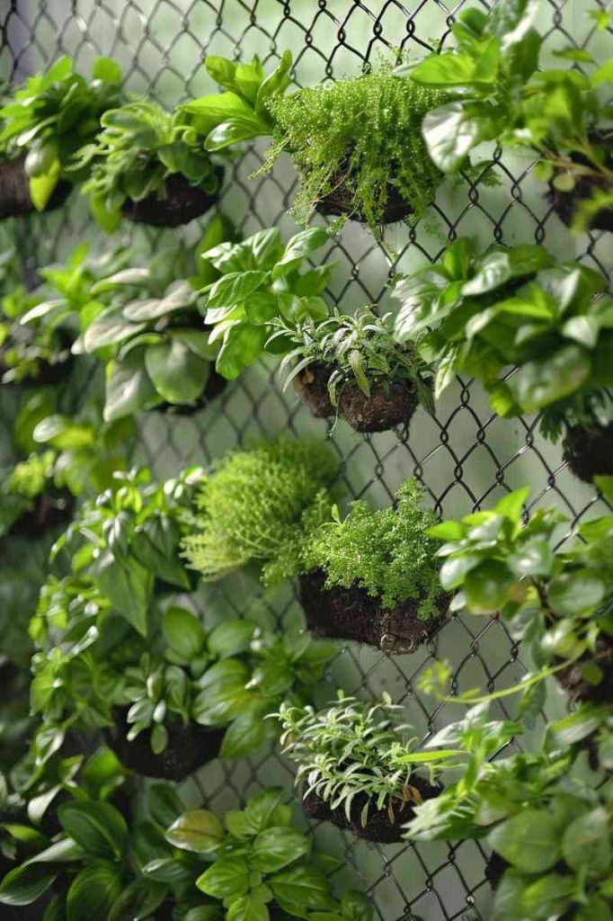 The practical chain link transforms into a tapestry of vibrant green niches where herbs find their home.