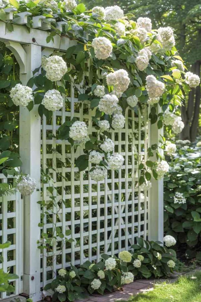 A lattice panel trellis exudes rustic country house charm. Its criss-cross wooden framework invites climbing hydrangeas and fragrant jasmine to rise and display their lush foliage and vibrant blooms. 