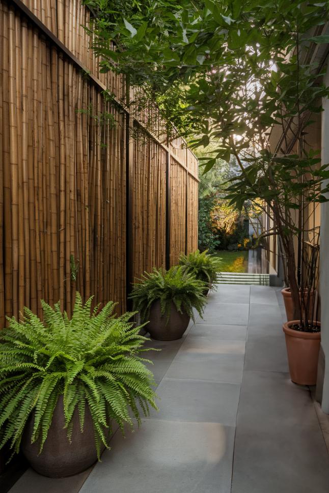 A narrow outdoor path with bamboo fence on one side, large potted ferns and overhanging trees.